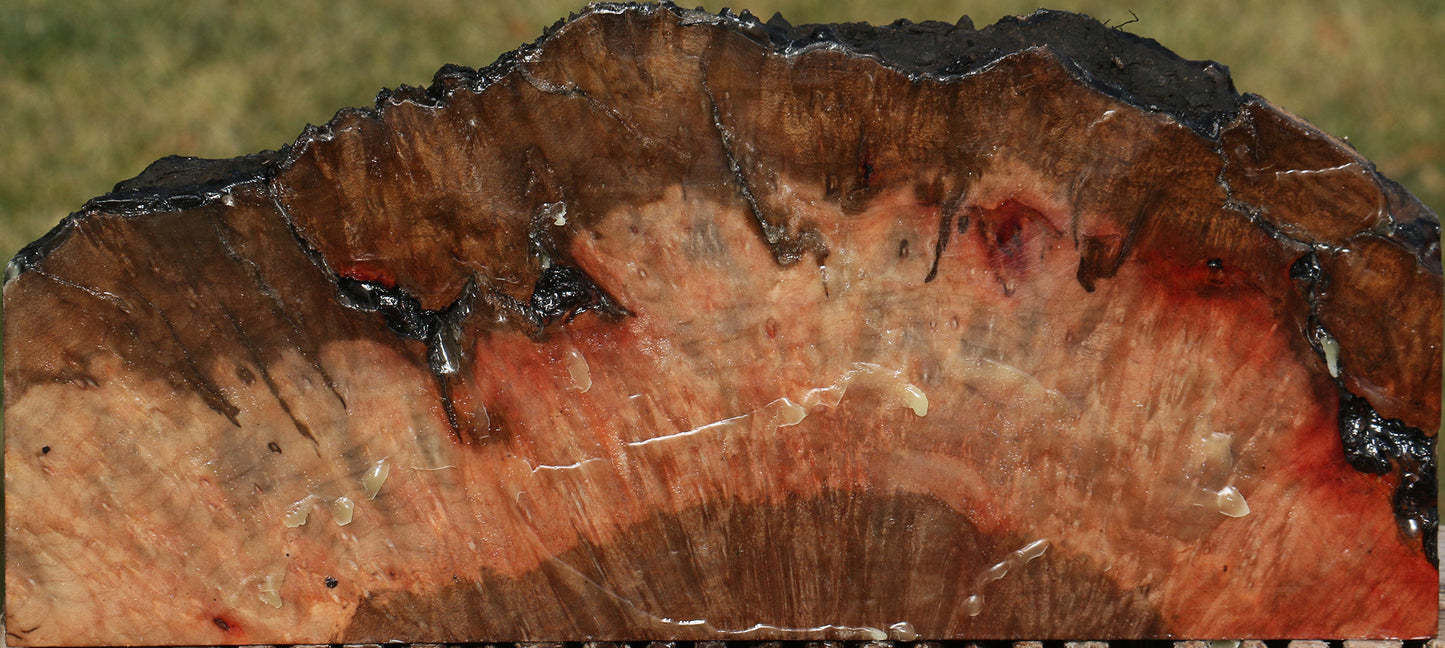 Rustic Madrone Burl Slice