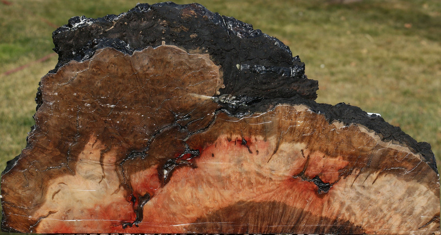 Rustic Madrone Burl Slice