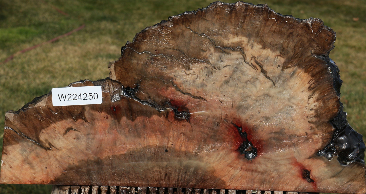 Rustic Madrone Burl Slice