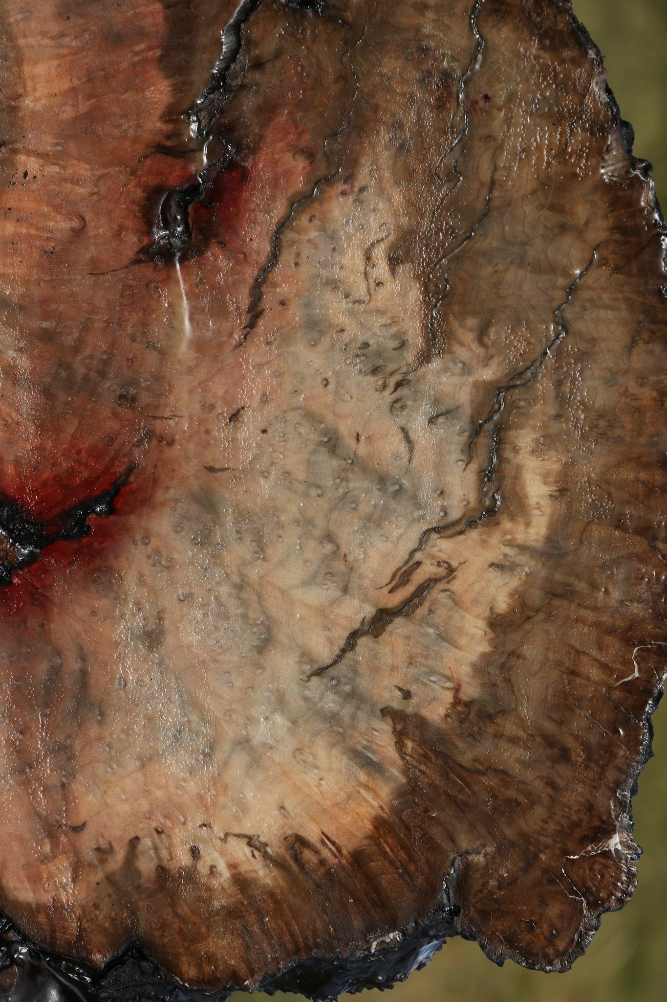 Rustic Madrone Burl Slice