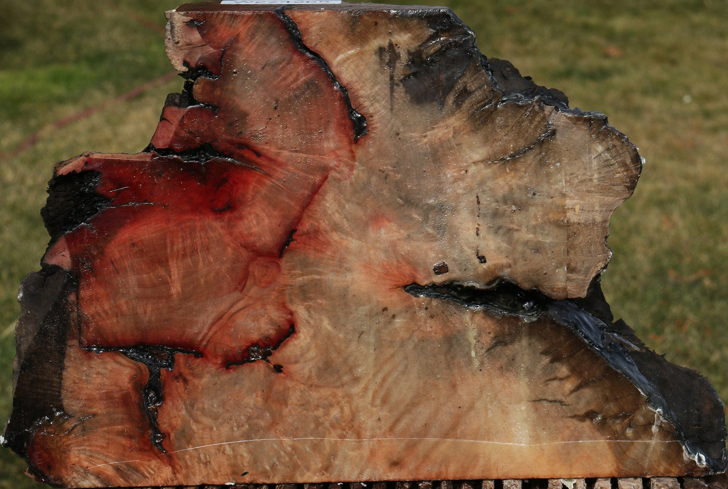 Madrone Burl Slice