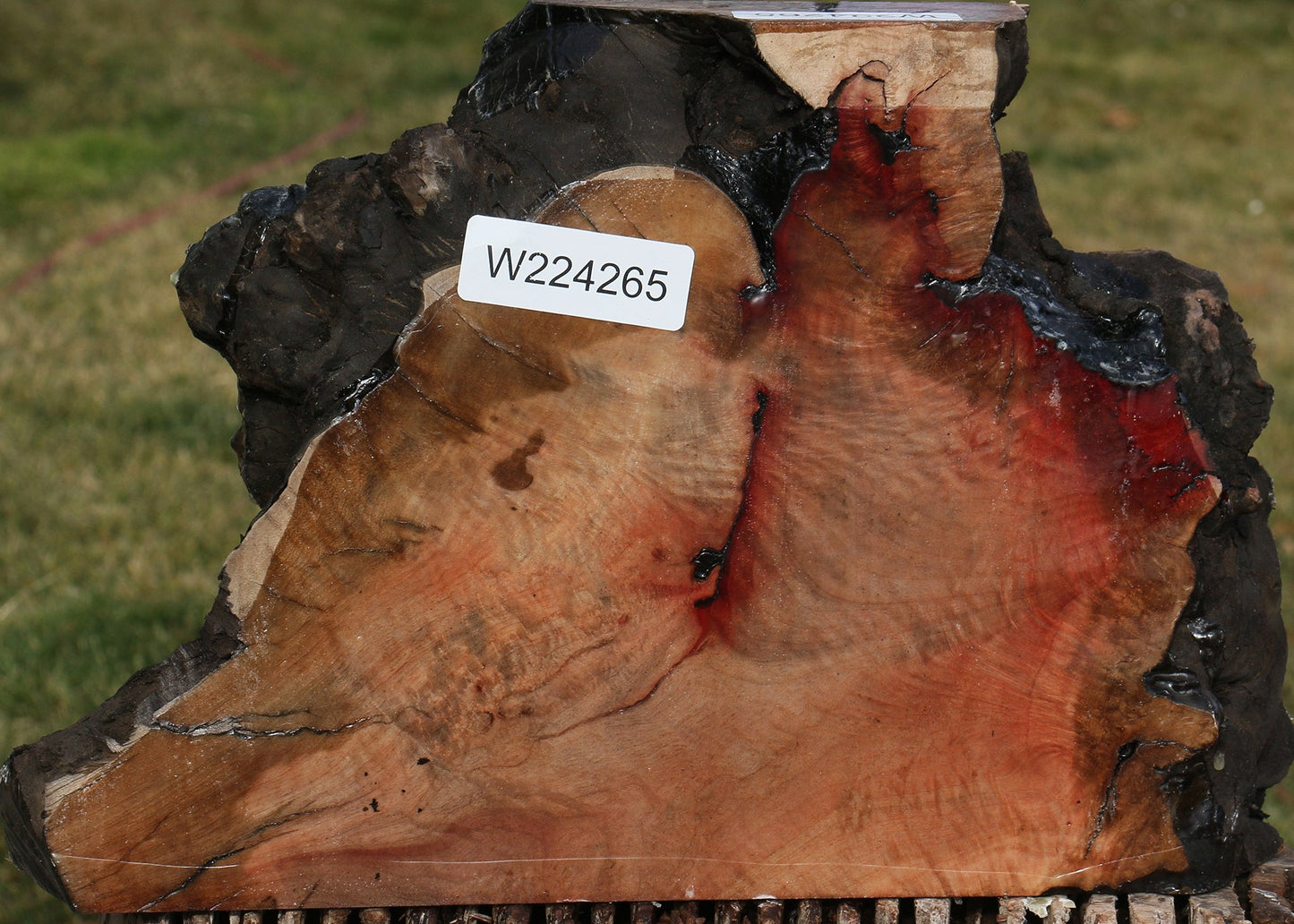 Madrone Burl Slice