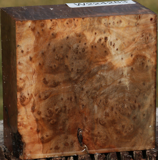 Extra Fancy Madrone Burl Bowl Blank