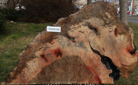 Extra Fancy Rustic Madrone Burl Slice