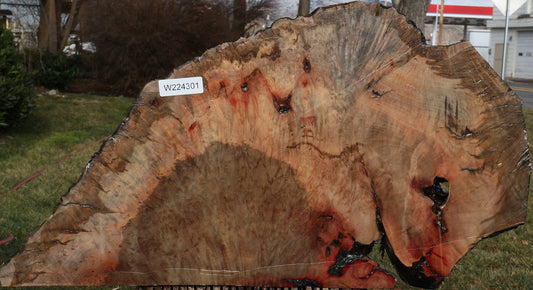 Rustic Madrone Burl Slice