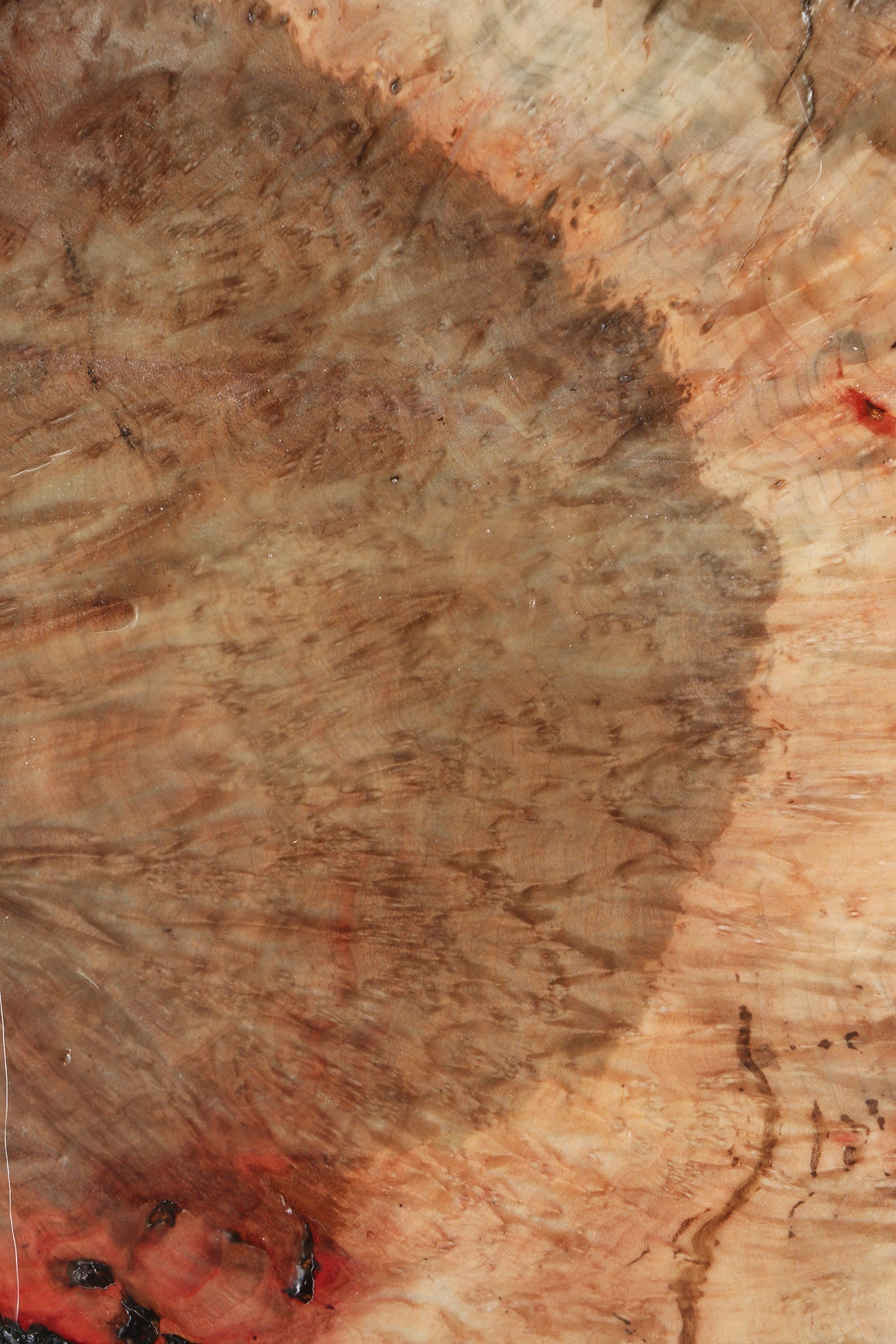 Rustic Madrone Burl Slice