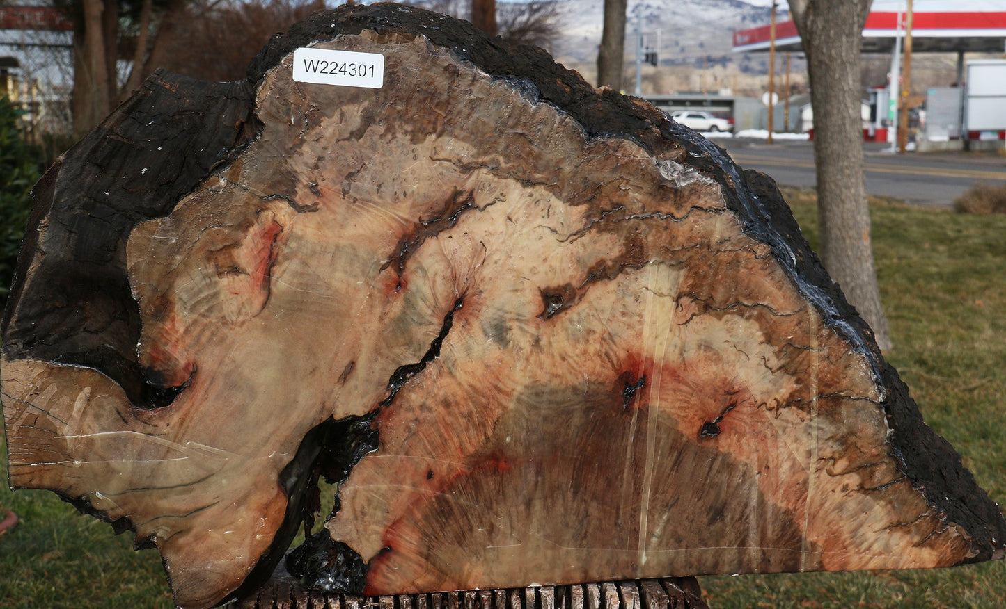 Rustic Madrone Burl Slice