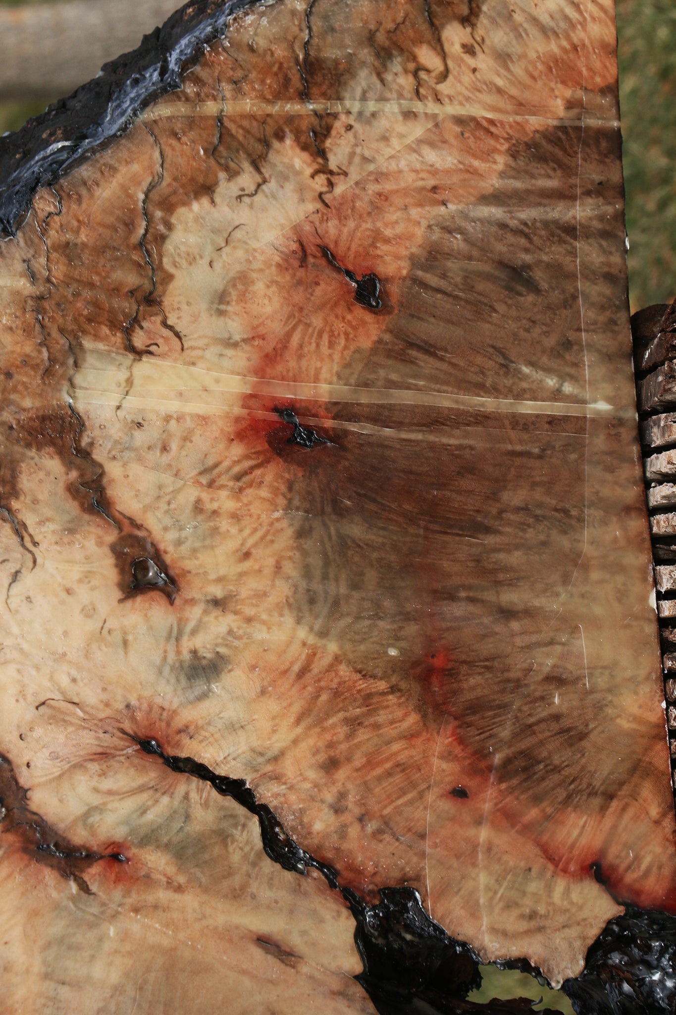 Rustic Madrone Burl Slice