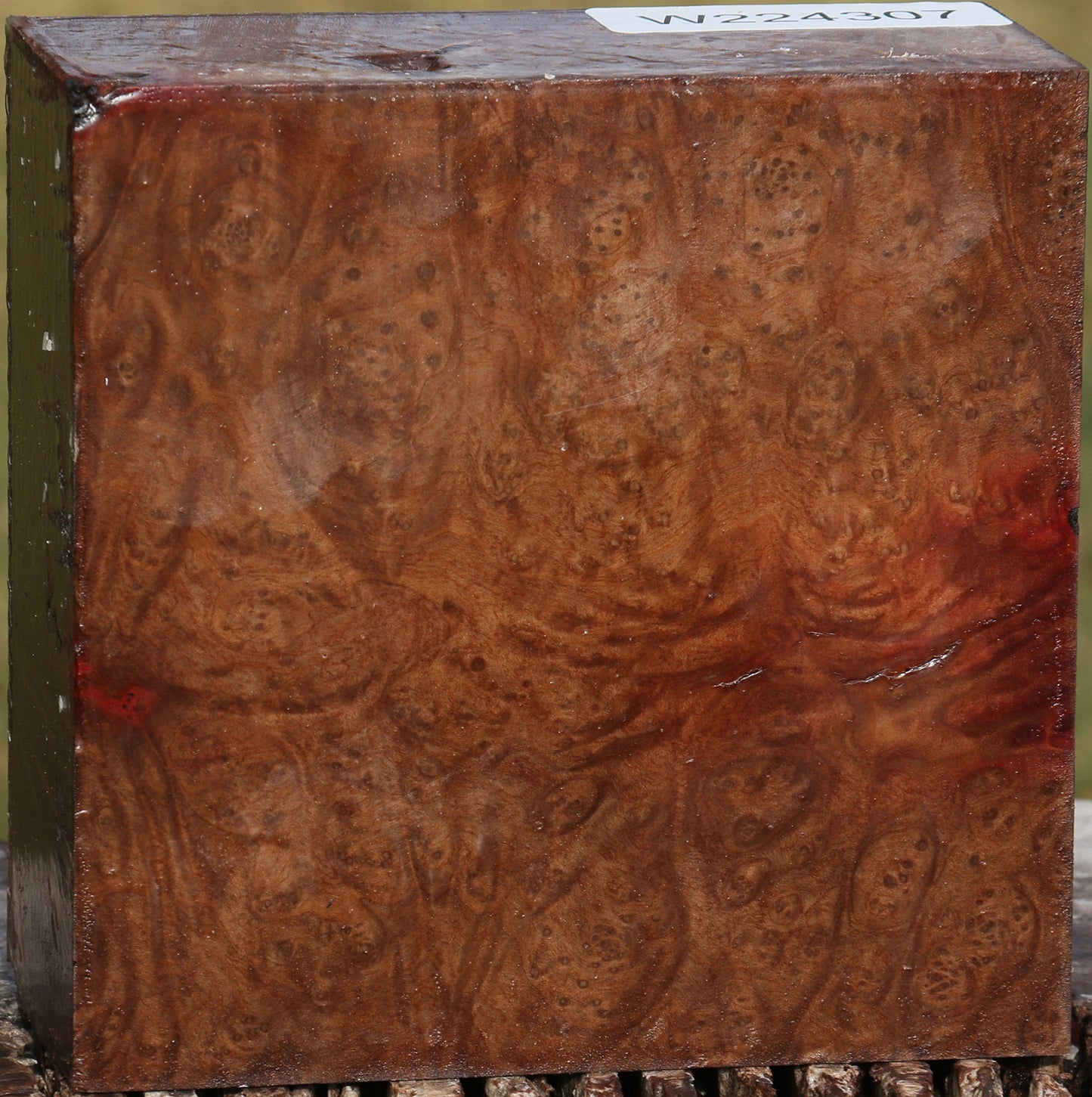 Extra Fancy Madrone Burl Bowl Blank