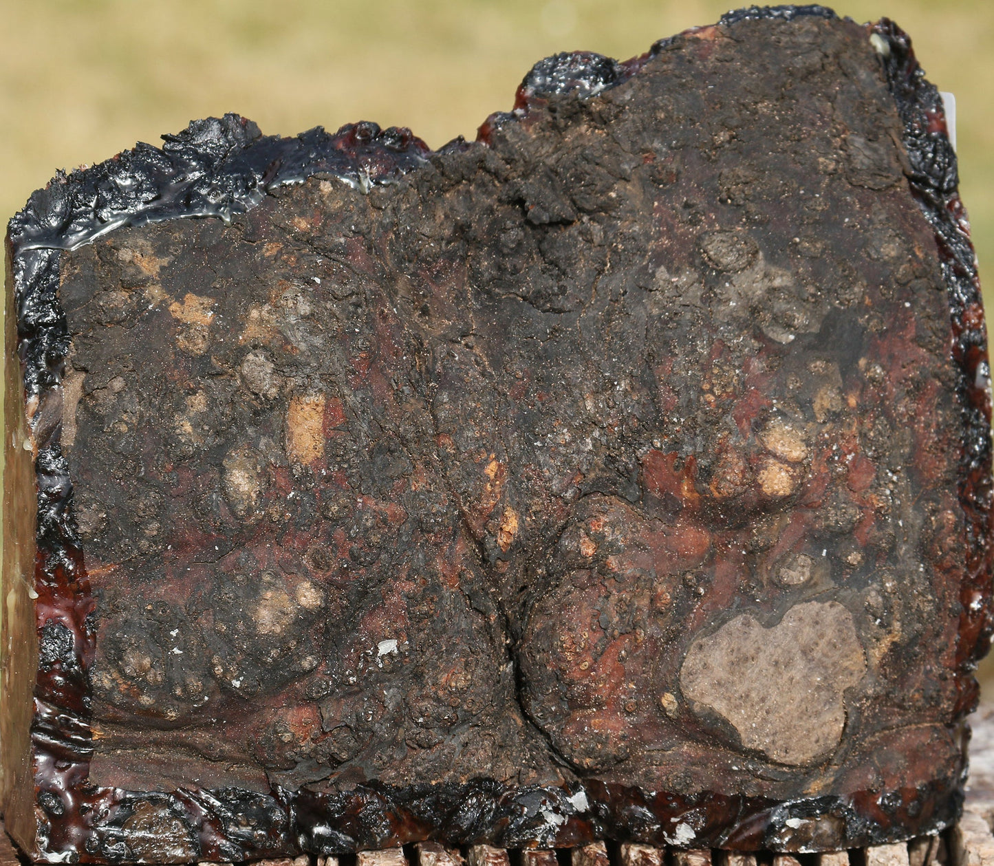 Extra Fancy Rustic Madrone Burl Cap