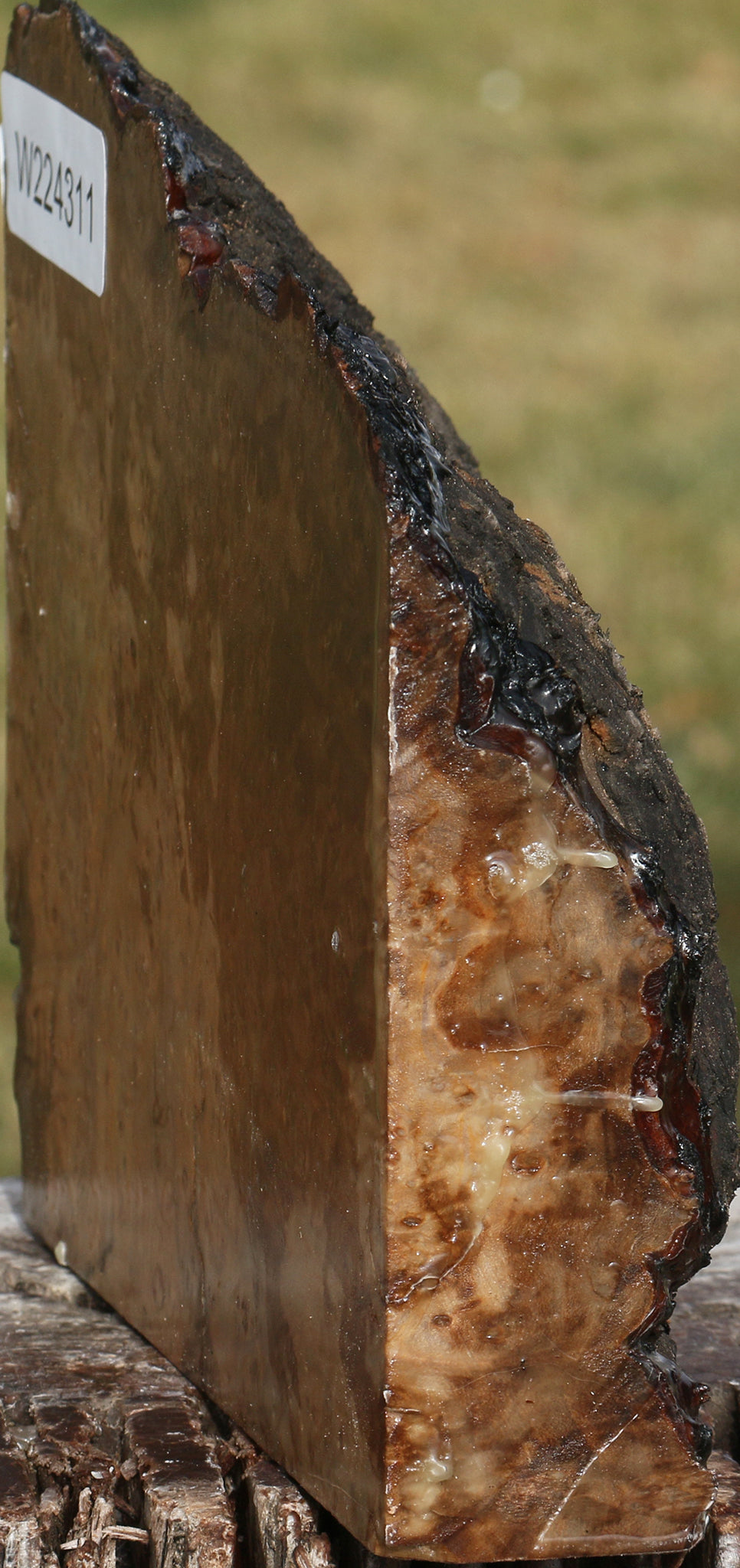 Extra Fancy Rustic Madrone Burl Cap