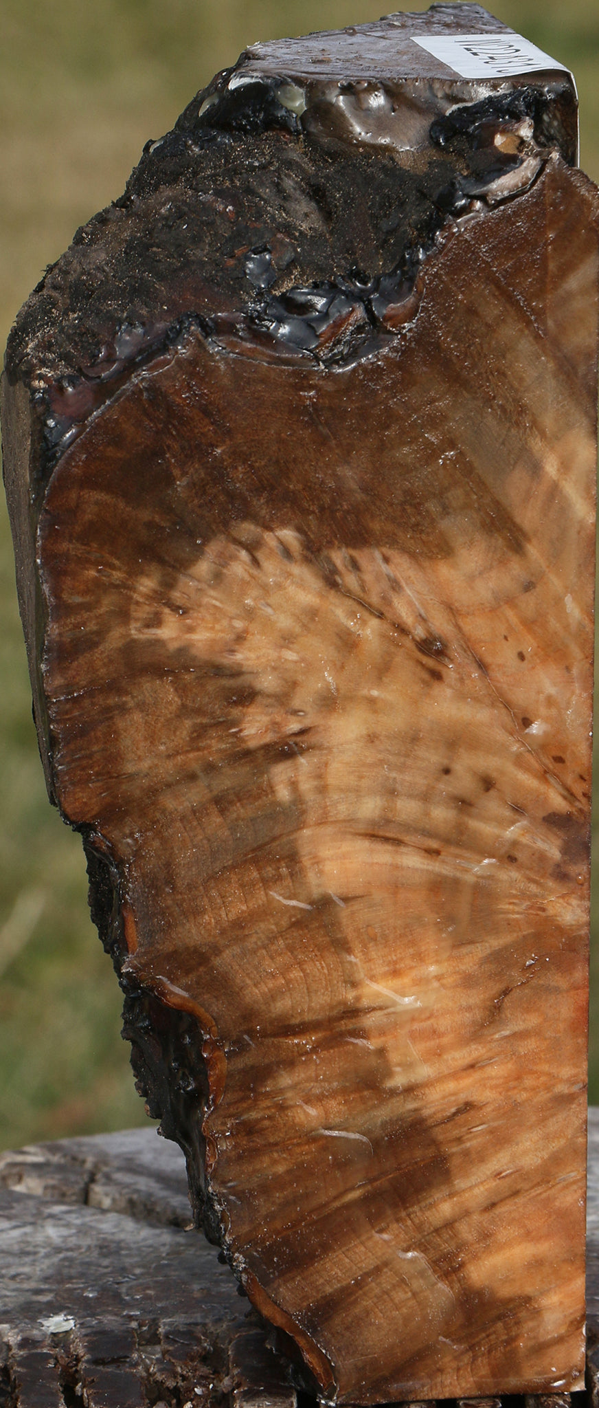 Rustic Madrone Burl Cap