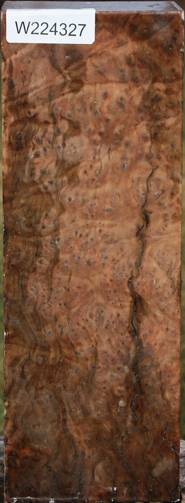 Extra Fancy Madrone Burl Vessel Blank