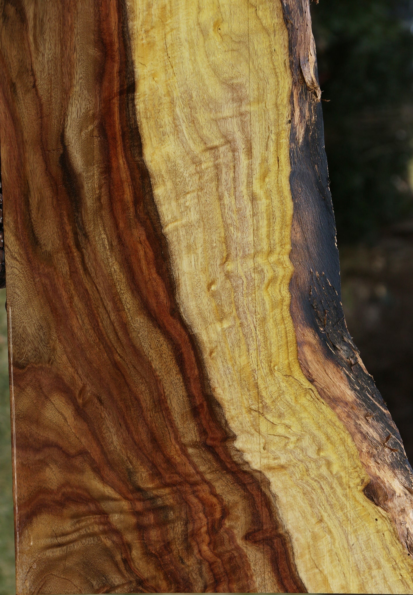 Extra Fancy East Indian Rosewood Live Edge Lumber