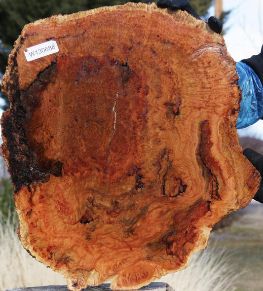 Red Mallee Burl Slice