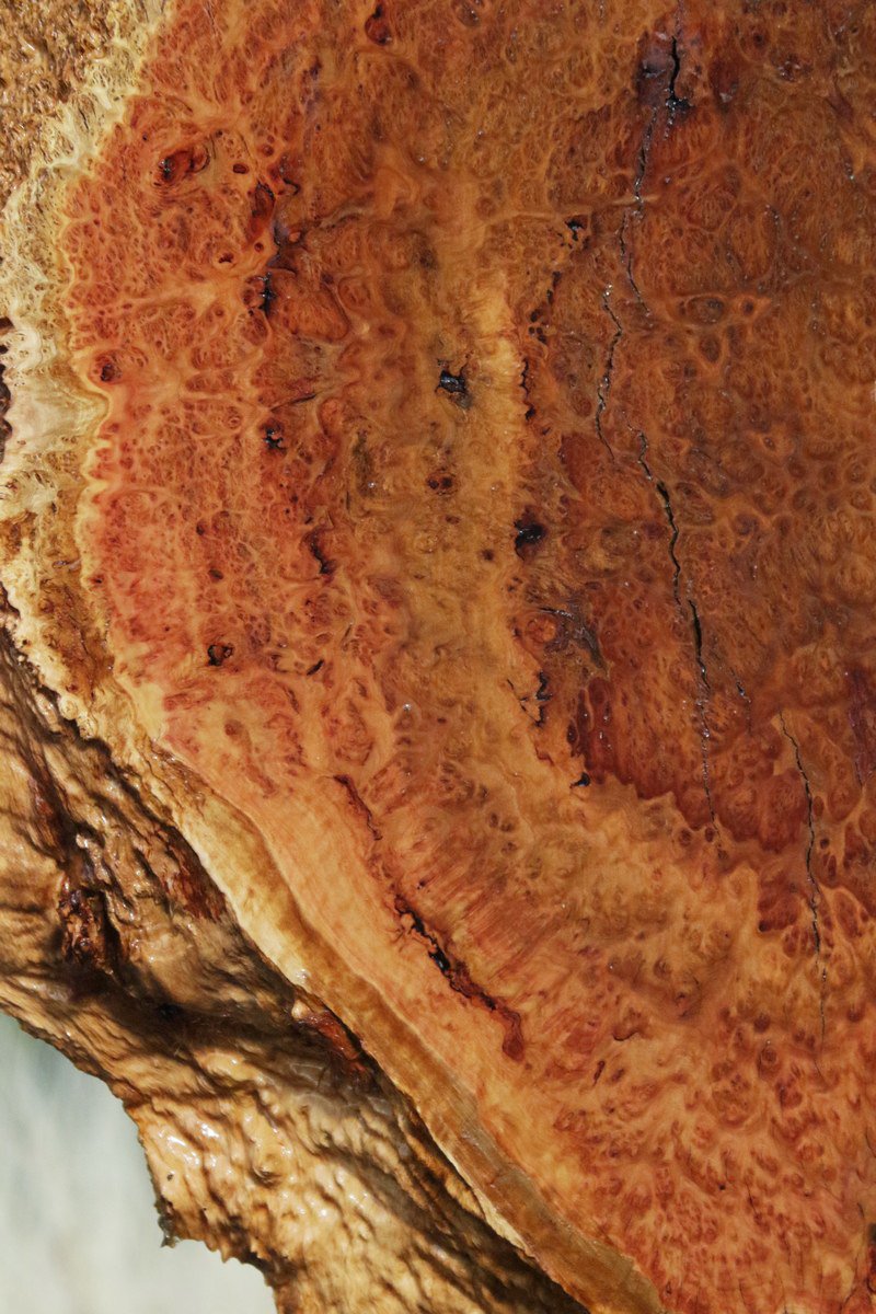 Red Mallee Burl Slice