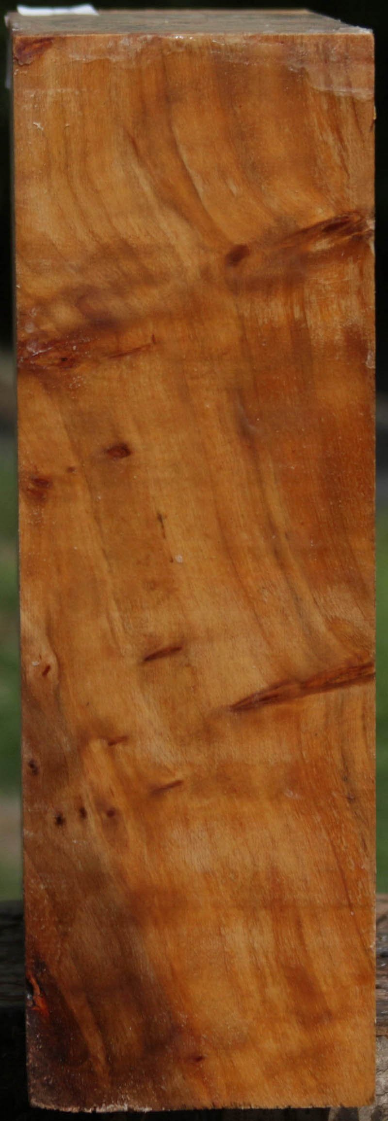 California Cottonwood Burl Bowl Blank