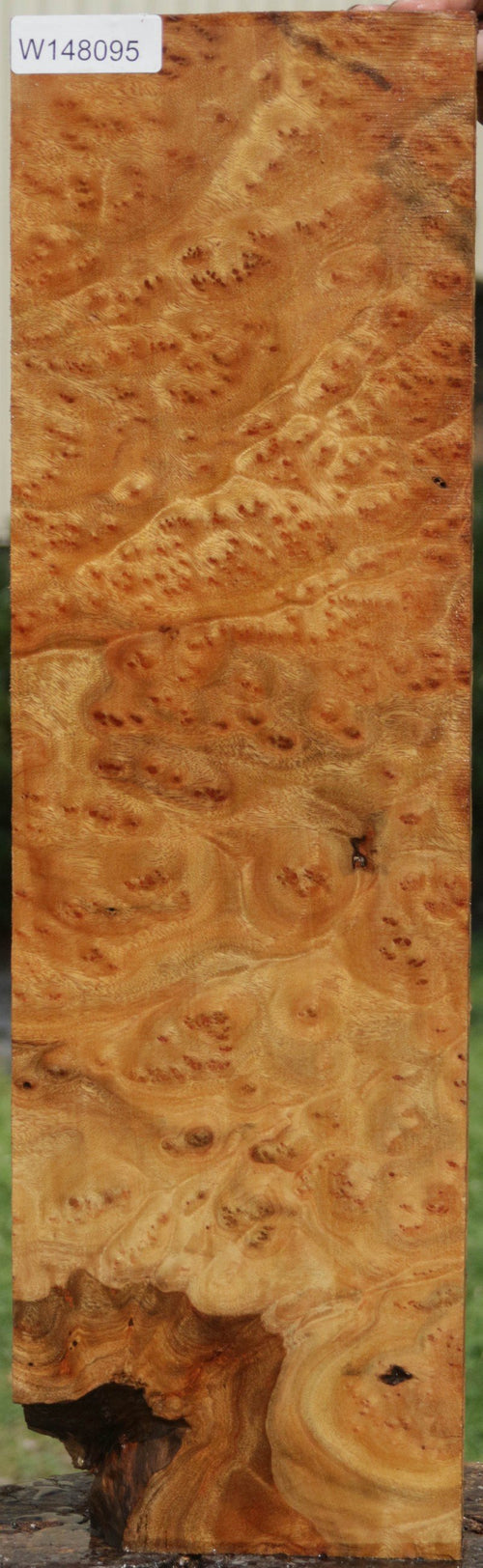 Camphor Burl – Cook Woods