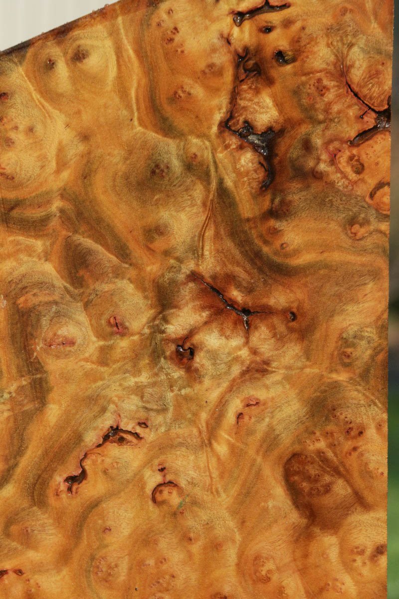 Camphor Burl 4-1/8