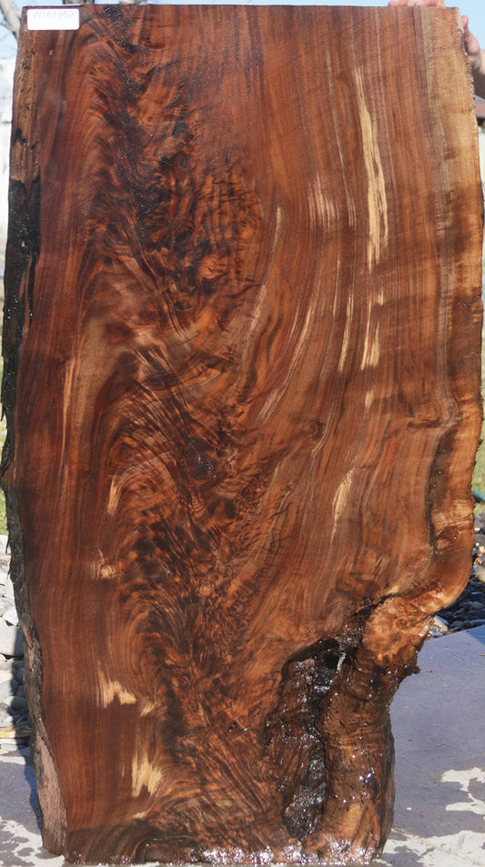 Extra Fancy Claro Walnut Crotchwood Slab