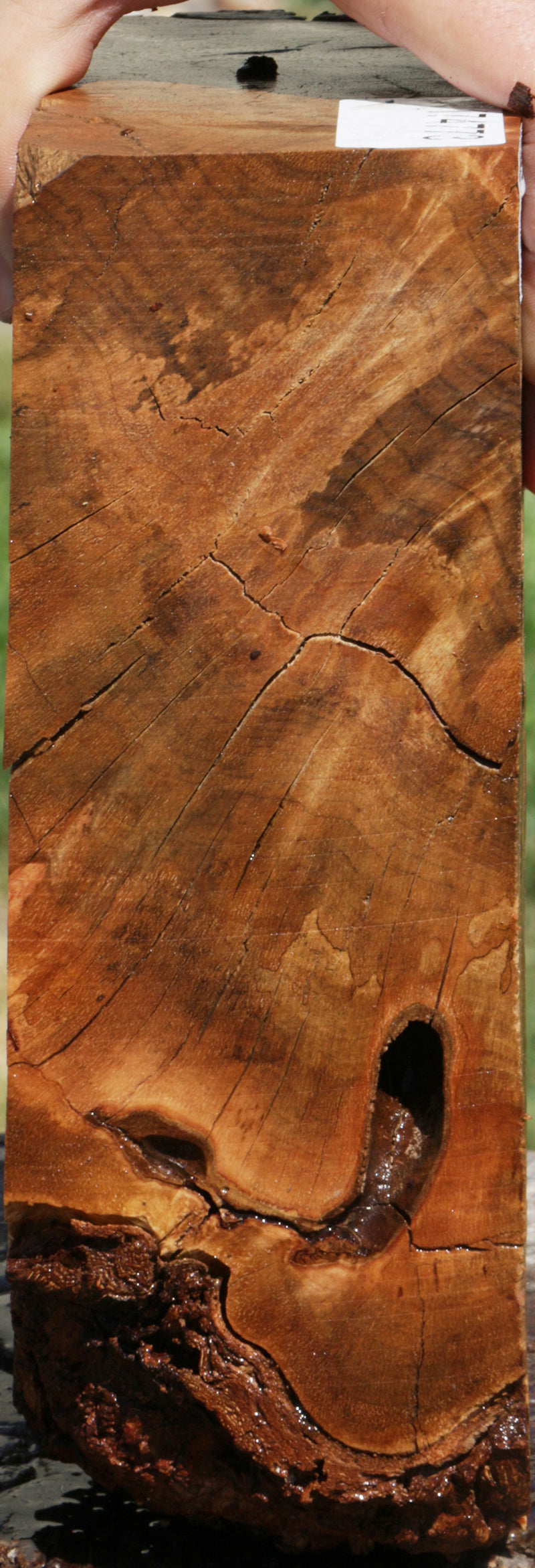 Exhibition Kanista Live Edge Burl Slice