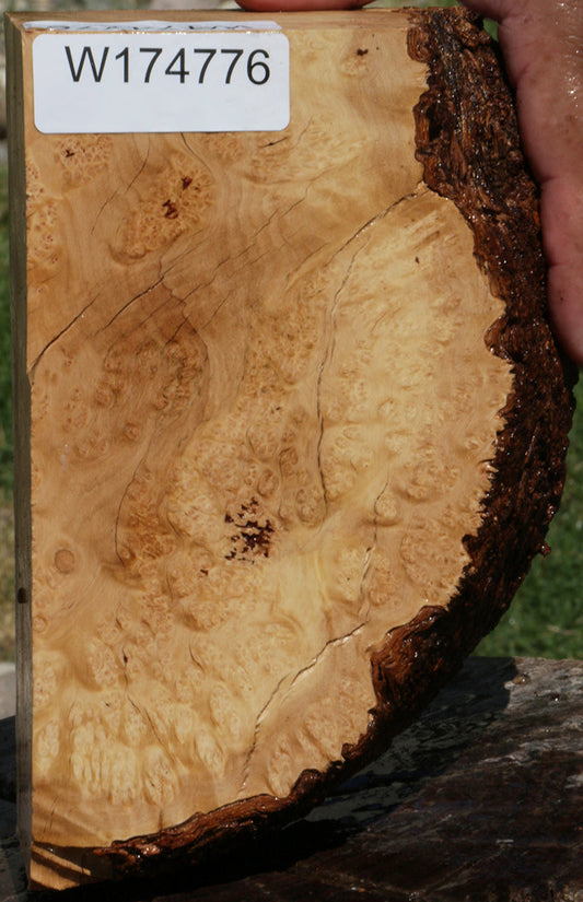 Exhibition Kanista Live Edge Burl Slice