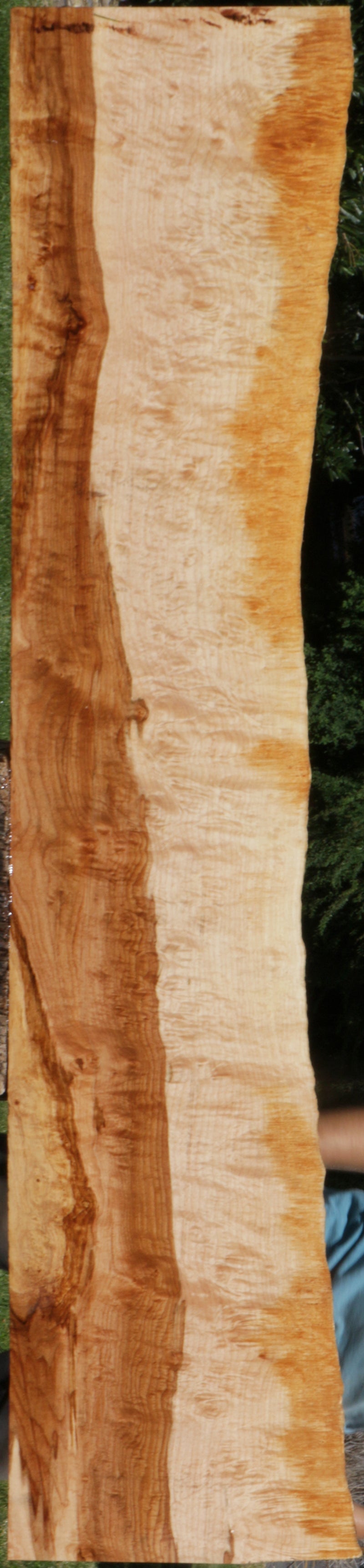 Kiln Dried Live Edge Spalted hot Maple Slab