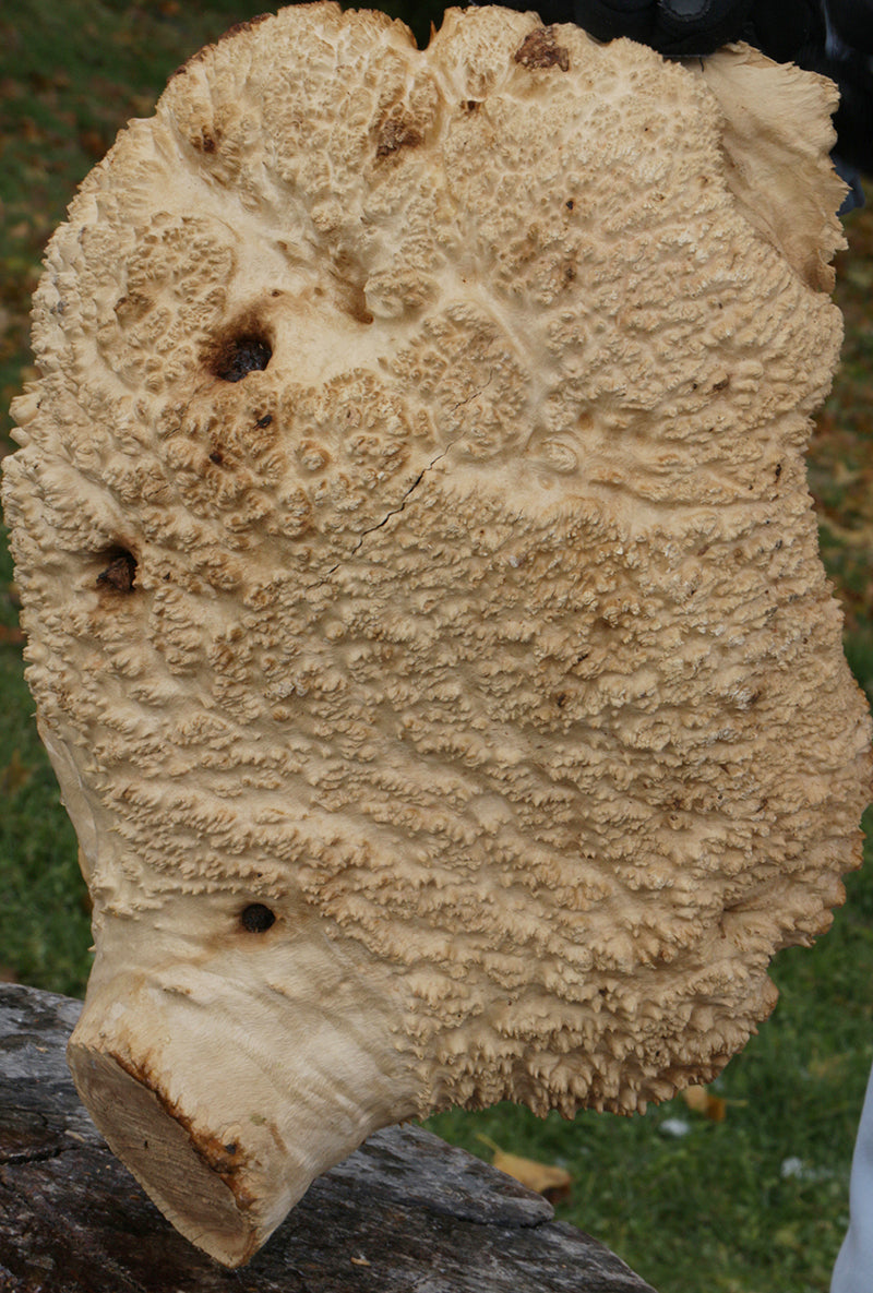 Gold Mallee Burl Cap