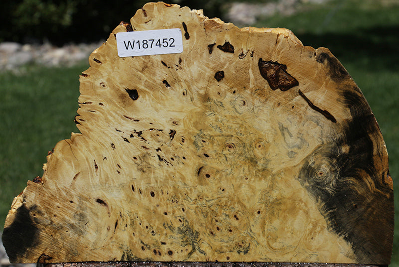 Buckeye Burl – Cook Woods