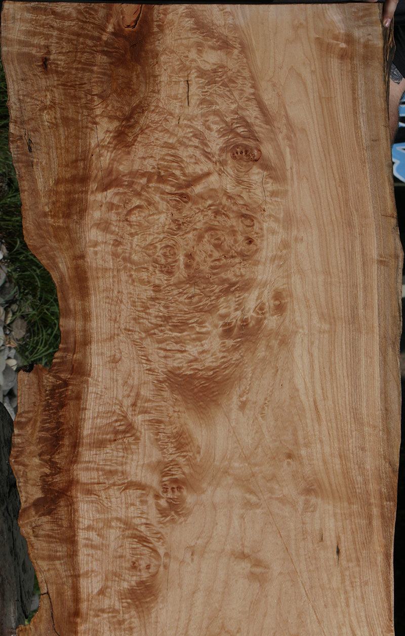 Live edge big leaf maple burl - Kiln dried burl slab for epoxy 2024 and woodworking