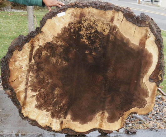 Claro Walnut Burl Cookie